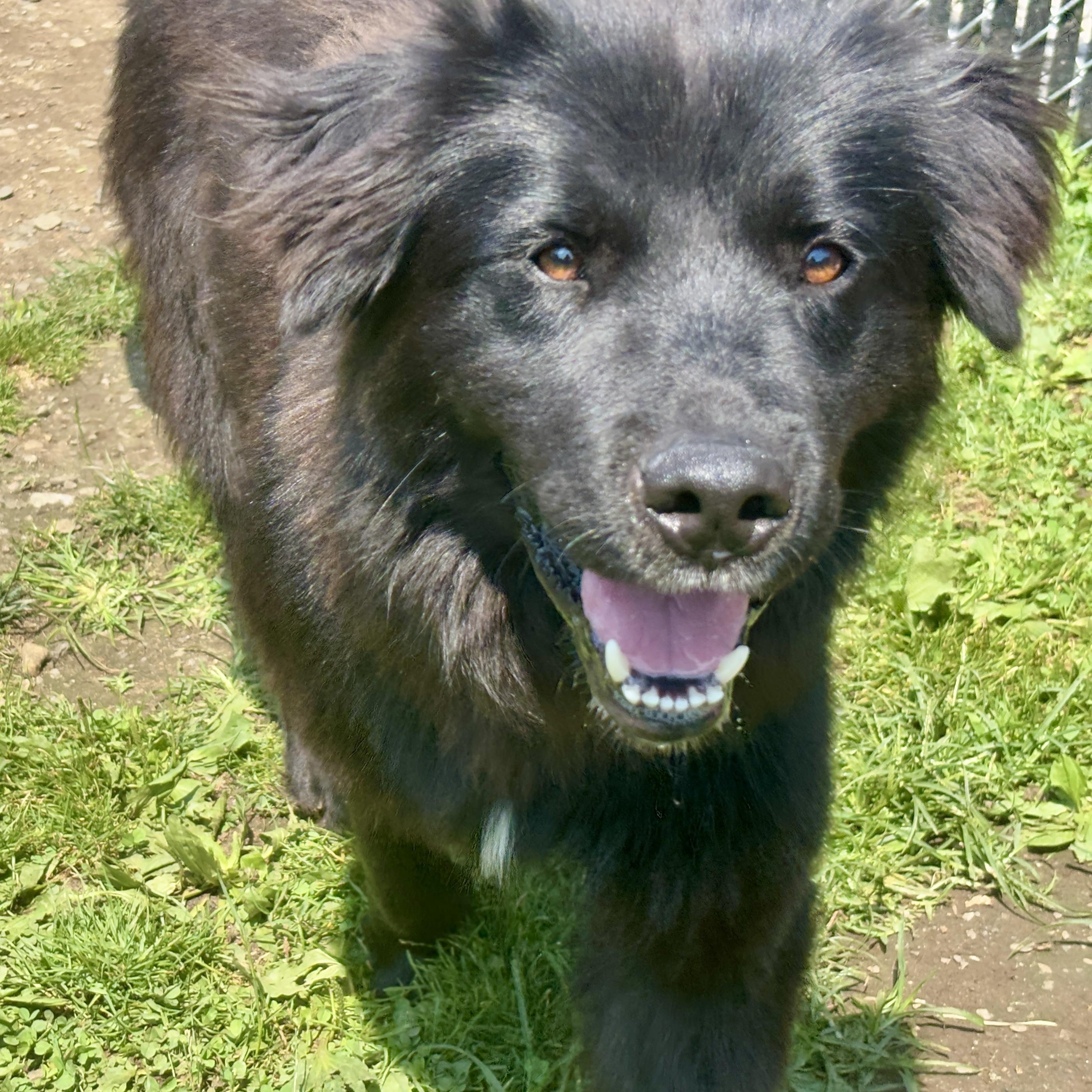 Photo of Smokey