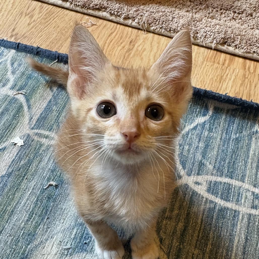 Enlarge Derby (Adopt with sibling), a Adoptable Domestic Short Hair in Fayetteville, GA image 1/1