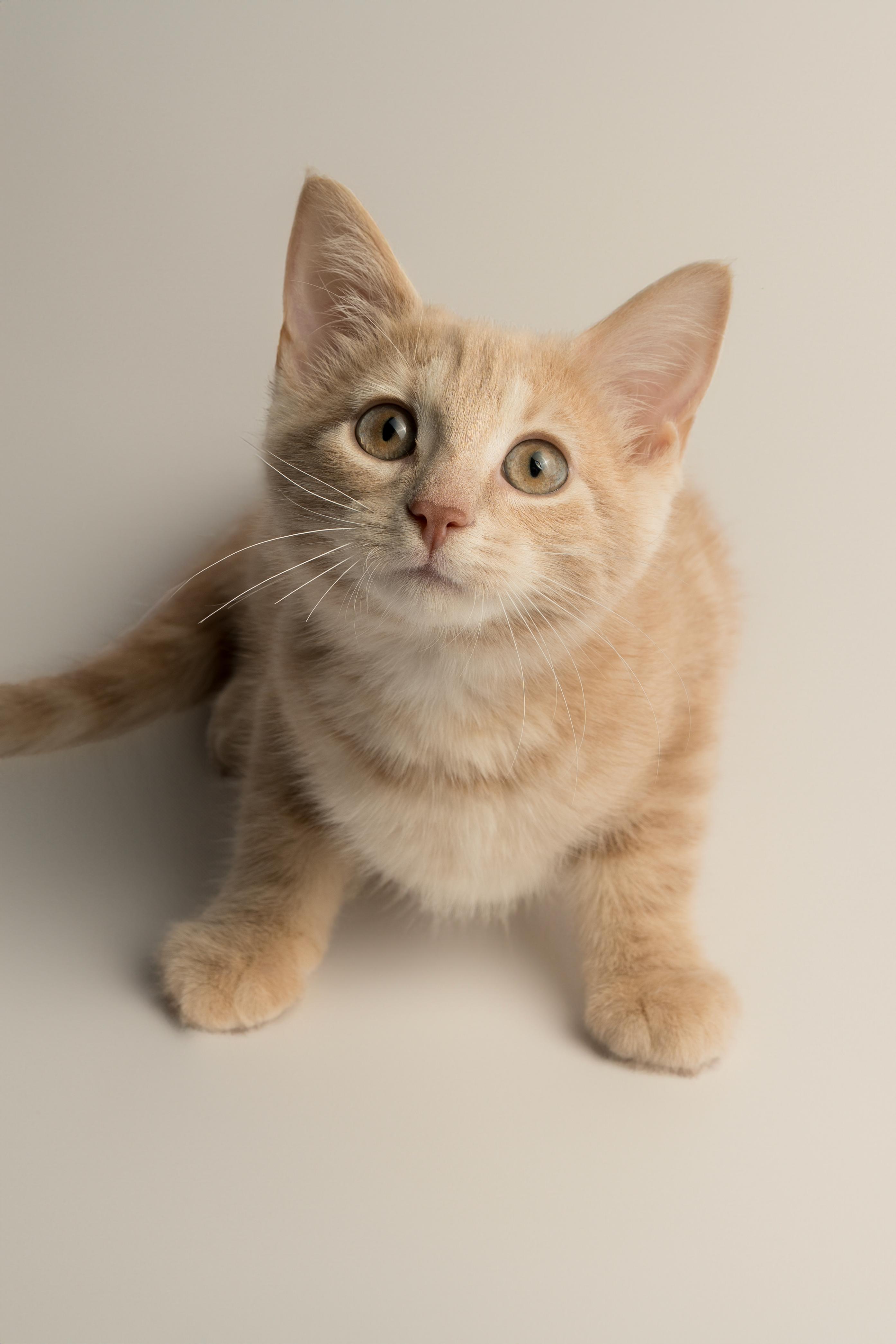 Button, adopted, Kitten Female Domestic Short Hair.