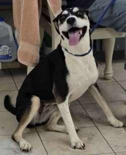 Gretel, ADOPTABLE, Adult Female Labrador Retriever & Hound.