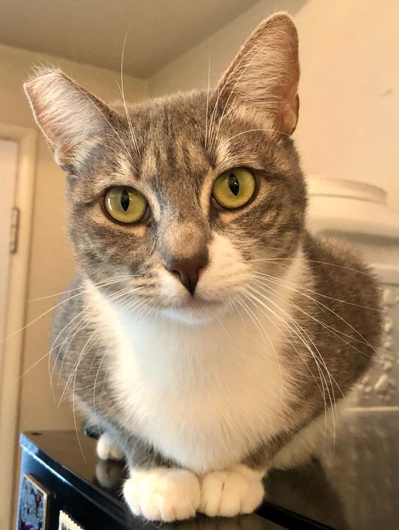 Daisy, Adoptable, Young Female Domestic Short Hair.