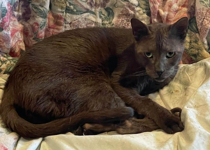 Cleopatra, a Adoptable mixed breed in Palo Cedro, CA image 1/2