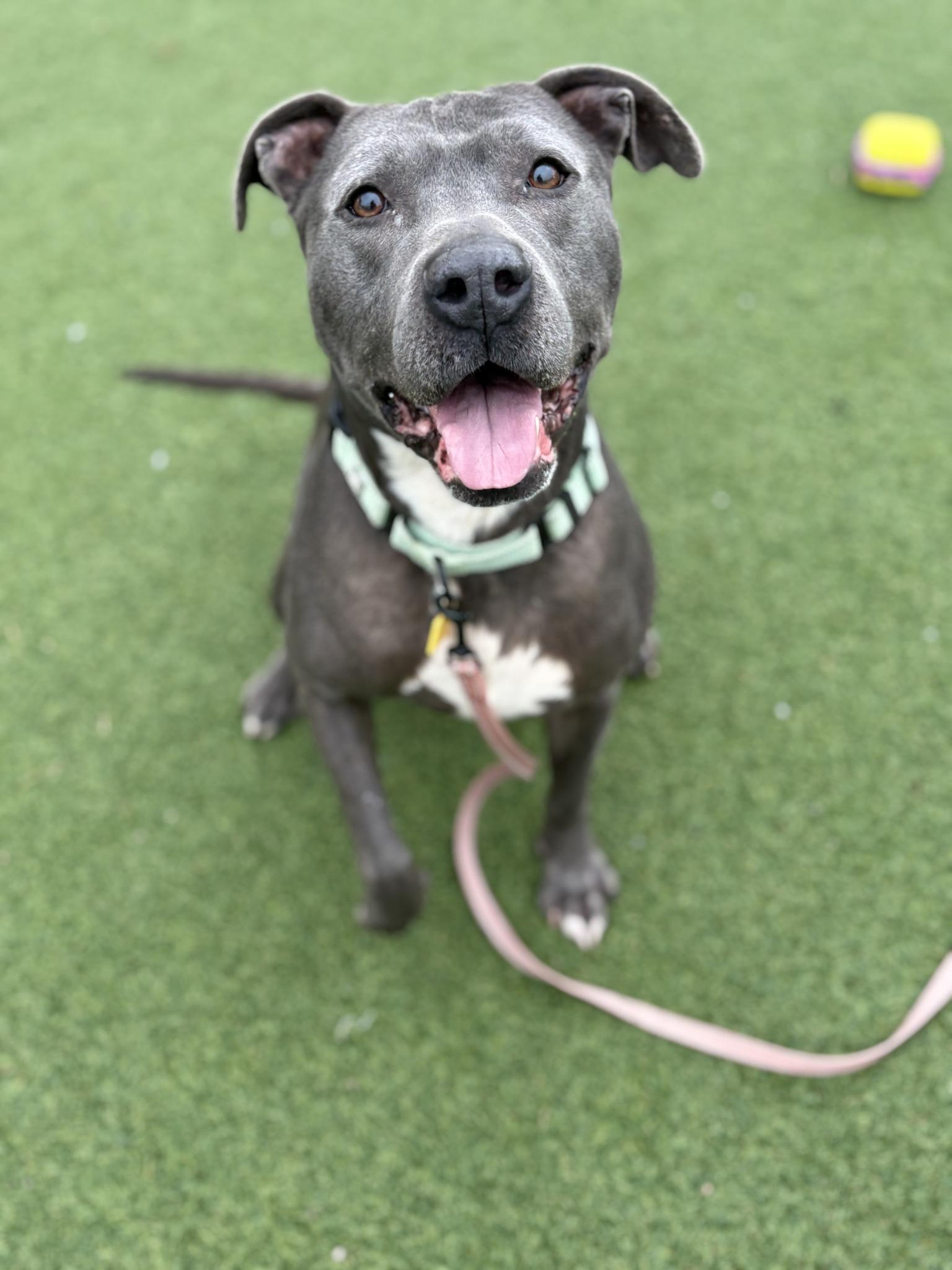 Enlarge Drew, a Adoptable mixed breed in Cleveland, OH image 6/6