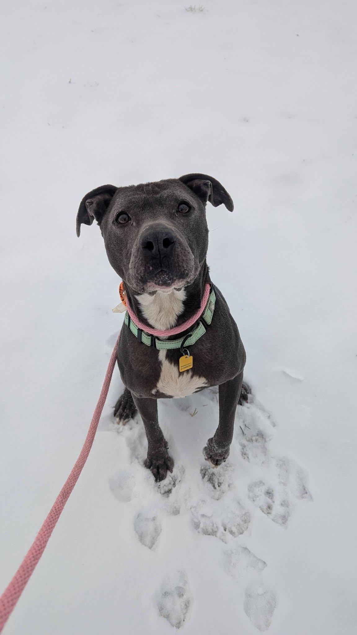 Enlarge Drew, a Adoptable mixed breed in Cleveland, OH image 2/6