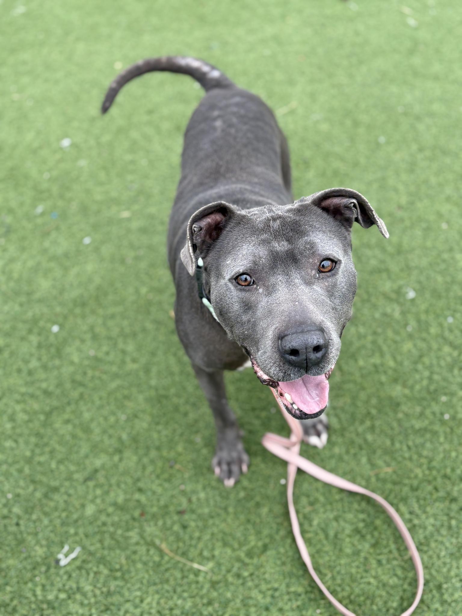 Enlarge Drew, a Adoptable mixed breed in Cleveland, OH image 5/6