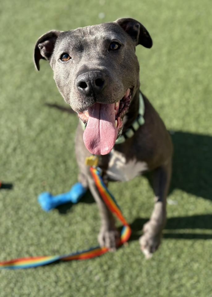 Enlarge Drew, a Adoptable mixed breed in Cleveland, OH image 3/6