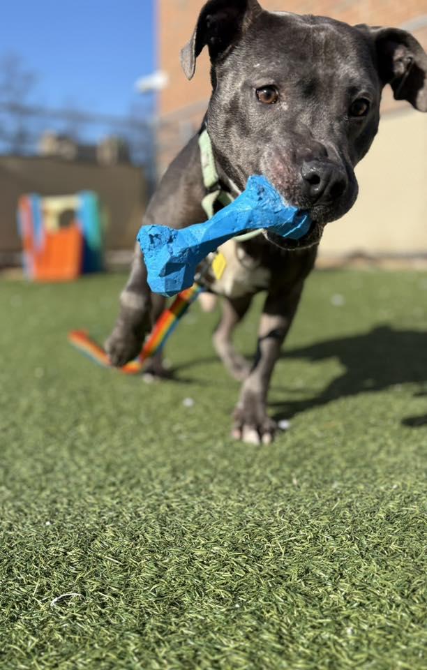 Enlarge Drew, a Adoptable mixed breed in Cleveland, OH image 4/6