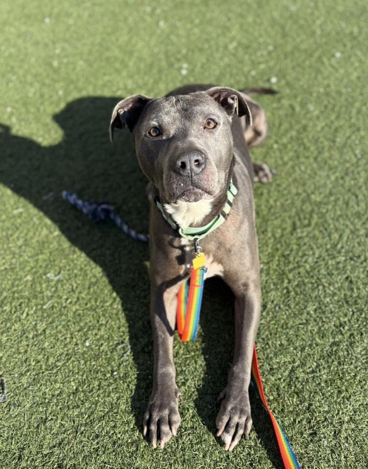 Enlarge Drew, a Adoptable mixed breed in Cleveland, OH image 1/6