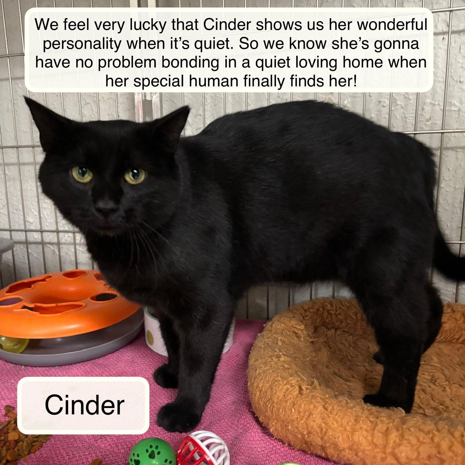 Cinder, ADOPTABLE, Young Female Domestic Short Hair.