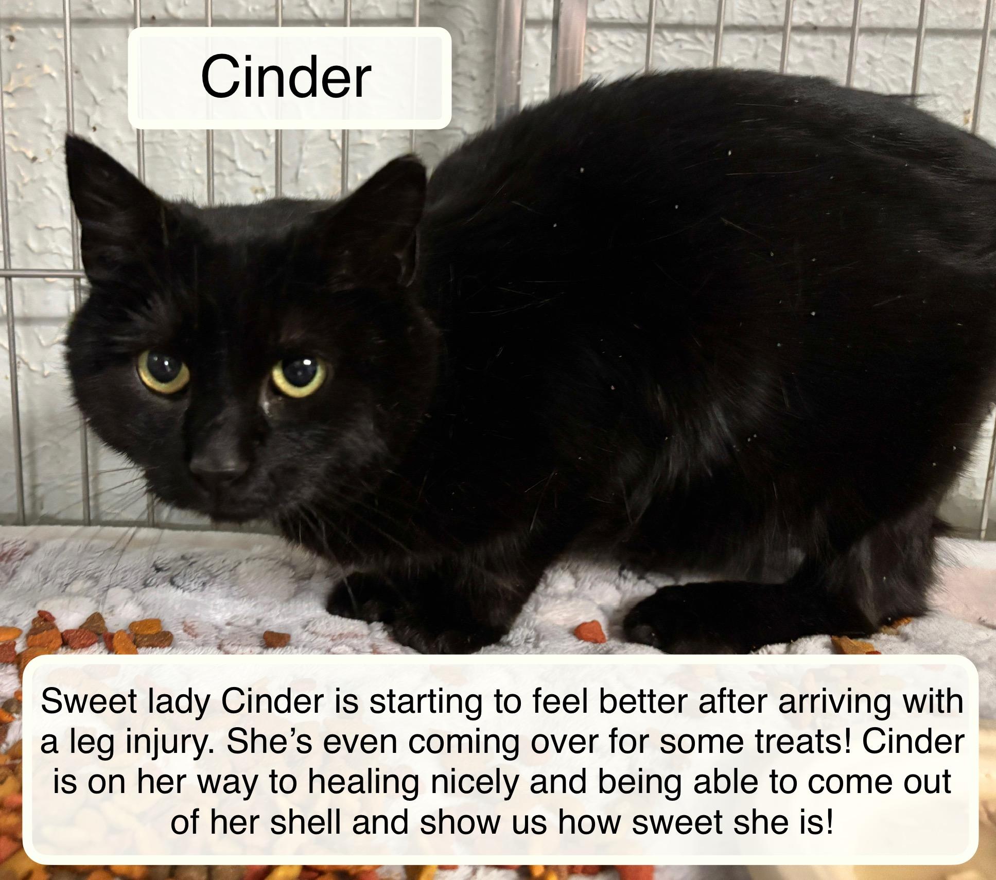 Cinder, ADOPTABLE, Young Female Domestic Short Hair.