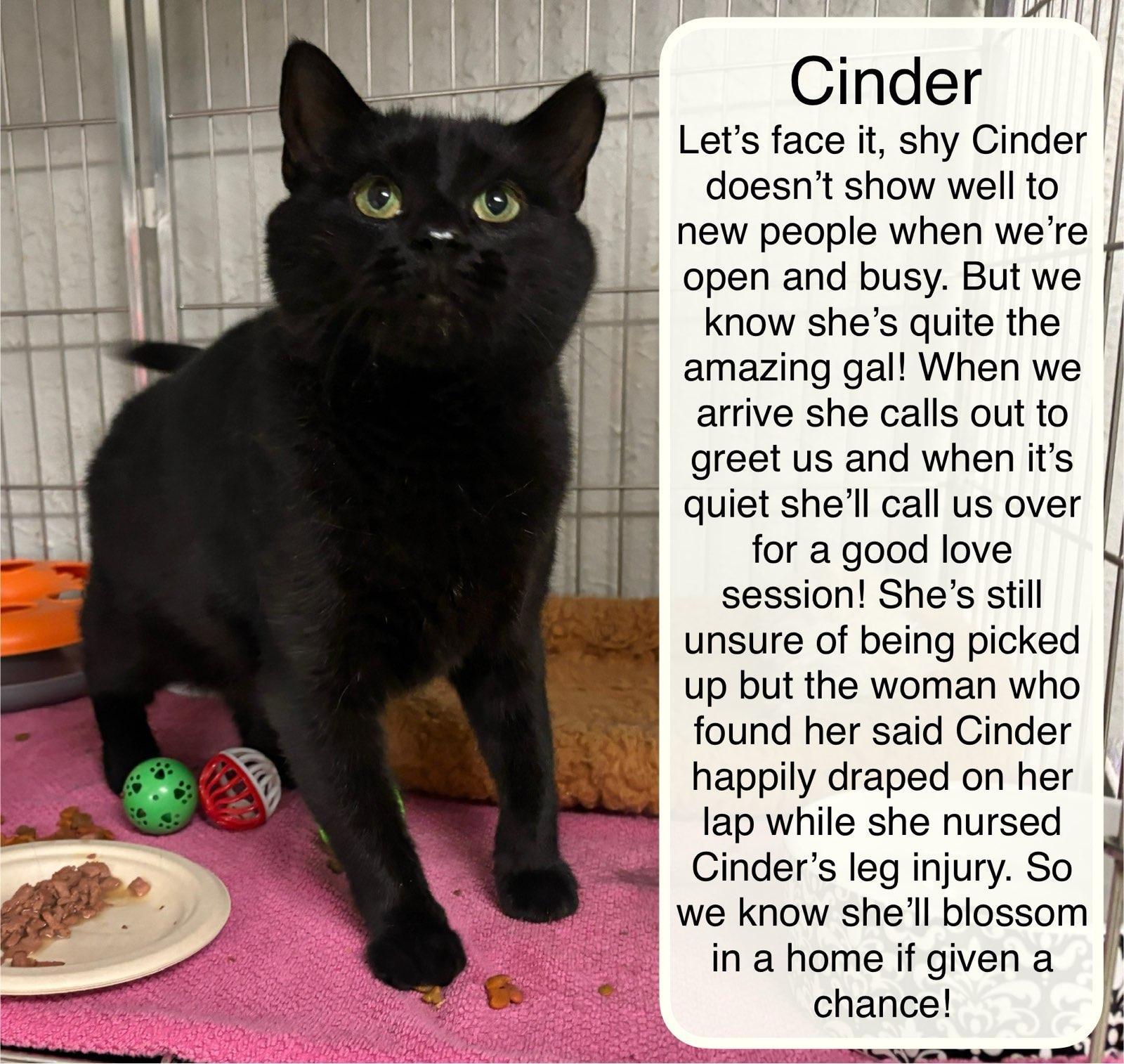 Cinder, a ADOPTABLE Domestic Short Hair in Ellicott City, MD image 2/3