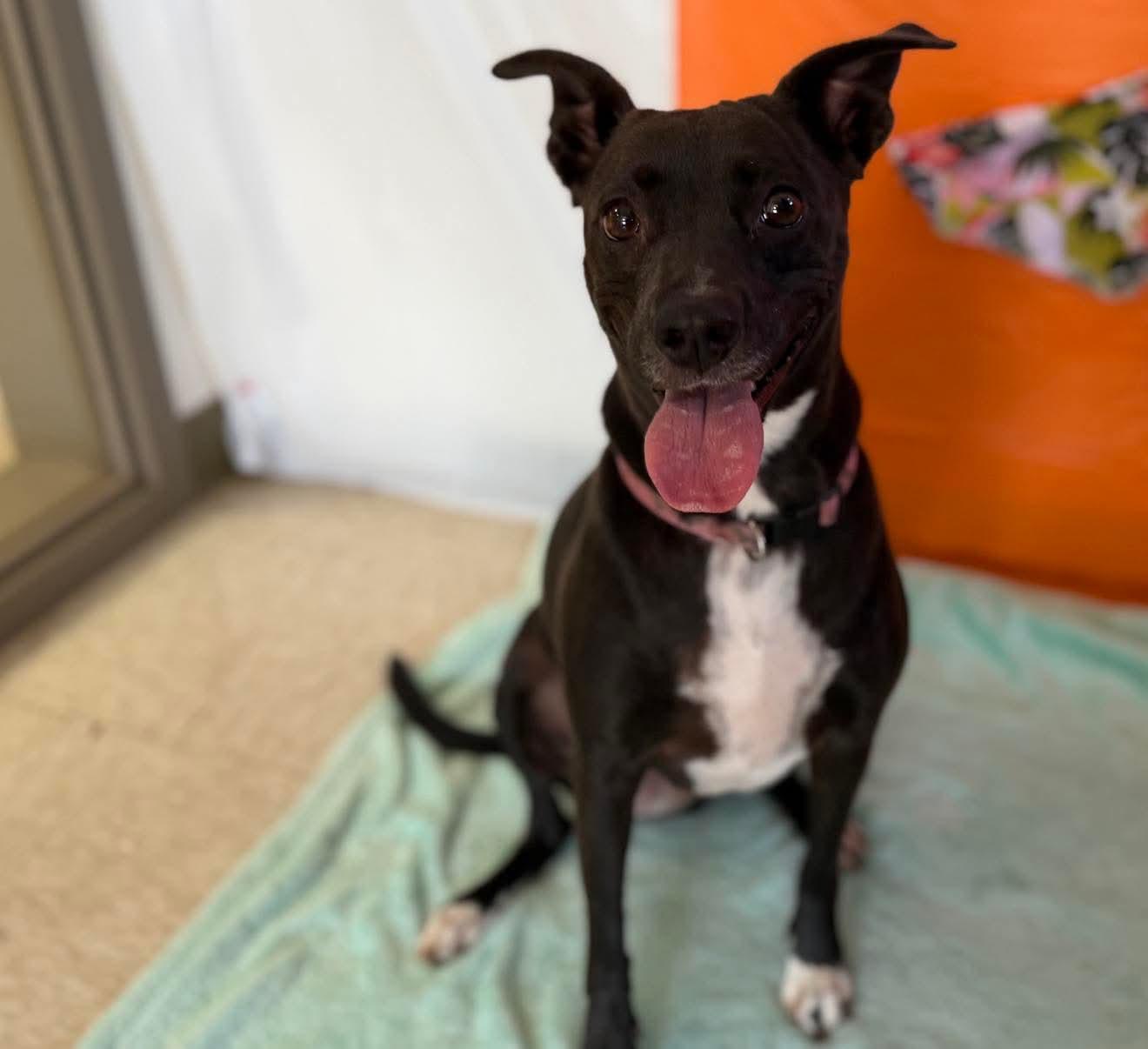 Puppy, ADOPTABLE, Adult Female Mixed Breed.