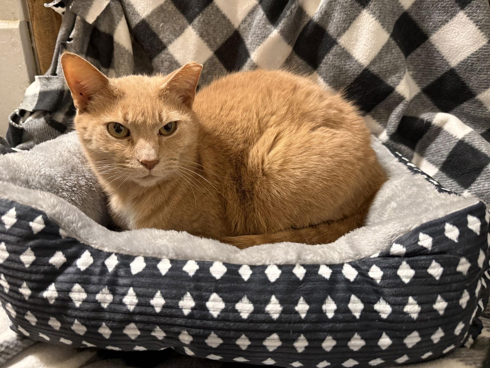 Chester: Not at shelter (Anne M) — thumbnail 2