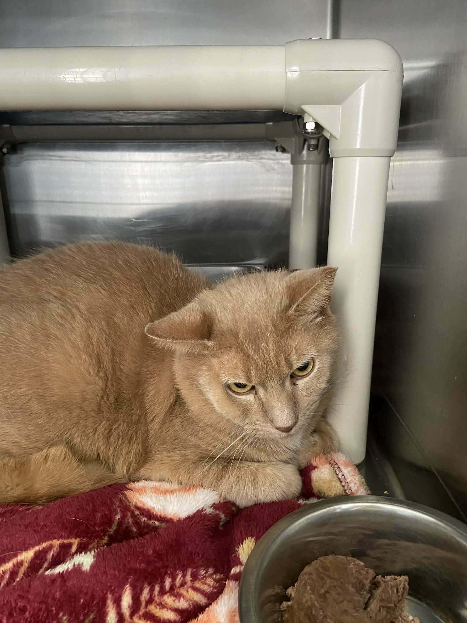 Chester: Not at shelter (Anne M) — thumbnail 3