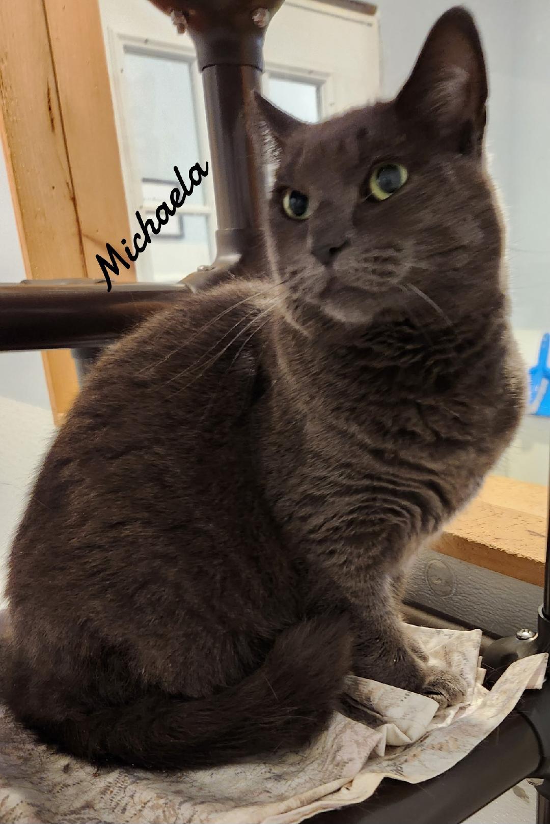 Michaela, Adoptable, Adult Female Domestic Short Hair.