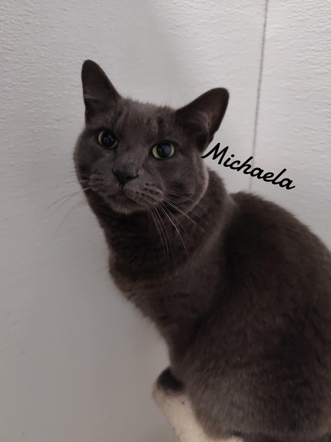 Enlarge Michaela, a Adoptable Domestic Short Hair in Naugatuck, CT image 2/2