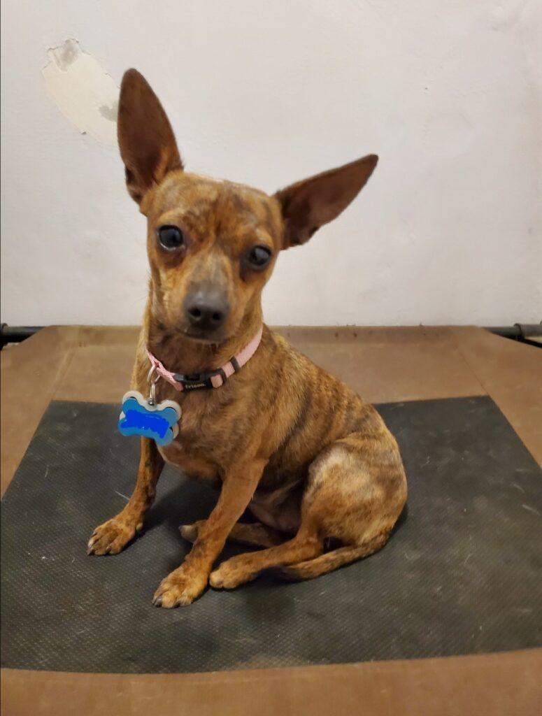 Enlarge Brindy, a Adoptable mixed breed in Bakersfield, CA image 2/4