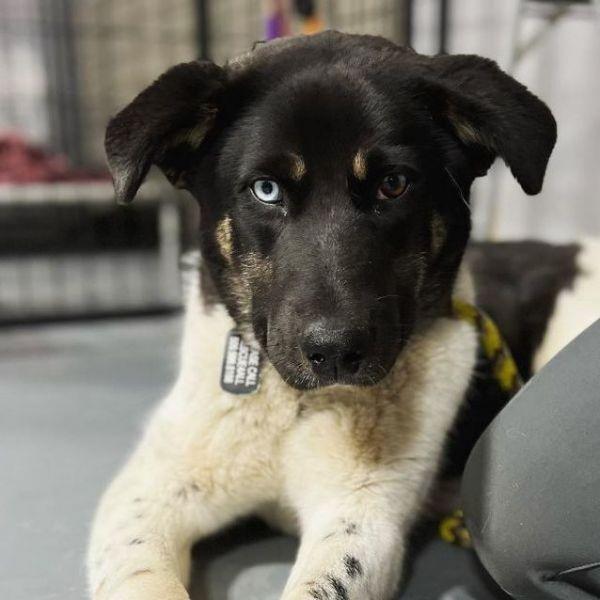 Cookie  **READ ENTIRE DESCRIPTION**, Adoptable, Puppy Female Akita & Mixed Breed.
