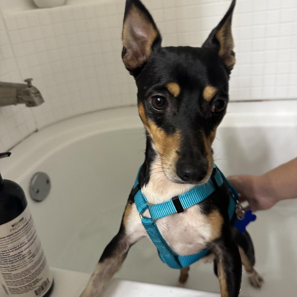 Subaru, Adoptable, Young Male Rat Terrier.