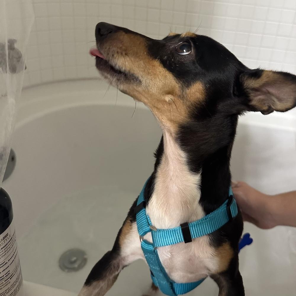 Enlarge Subaru, a Adoptable Rat Terrier in Orlando, FL image 2/6