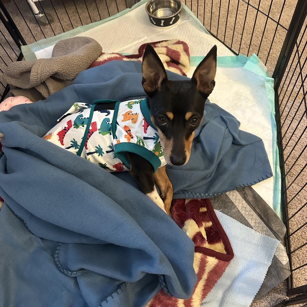 Enlarge Subaru, a Adoptable Rat Terrier in Orlando, FL image 3/6