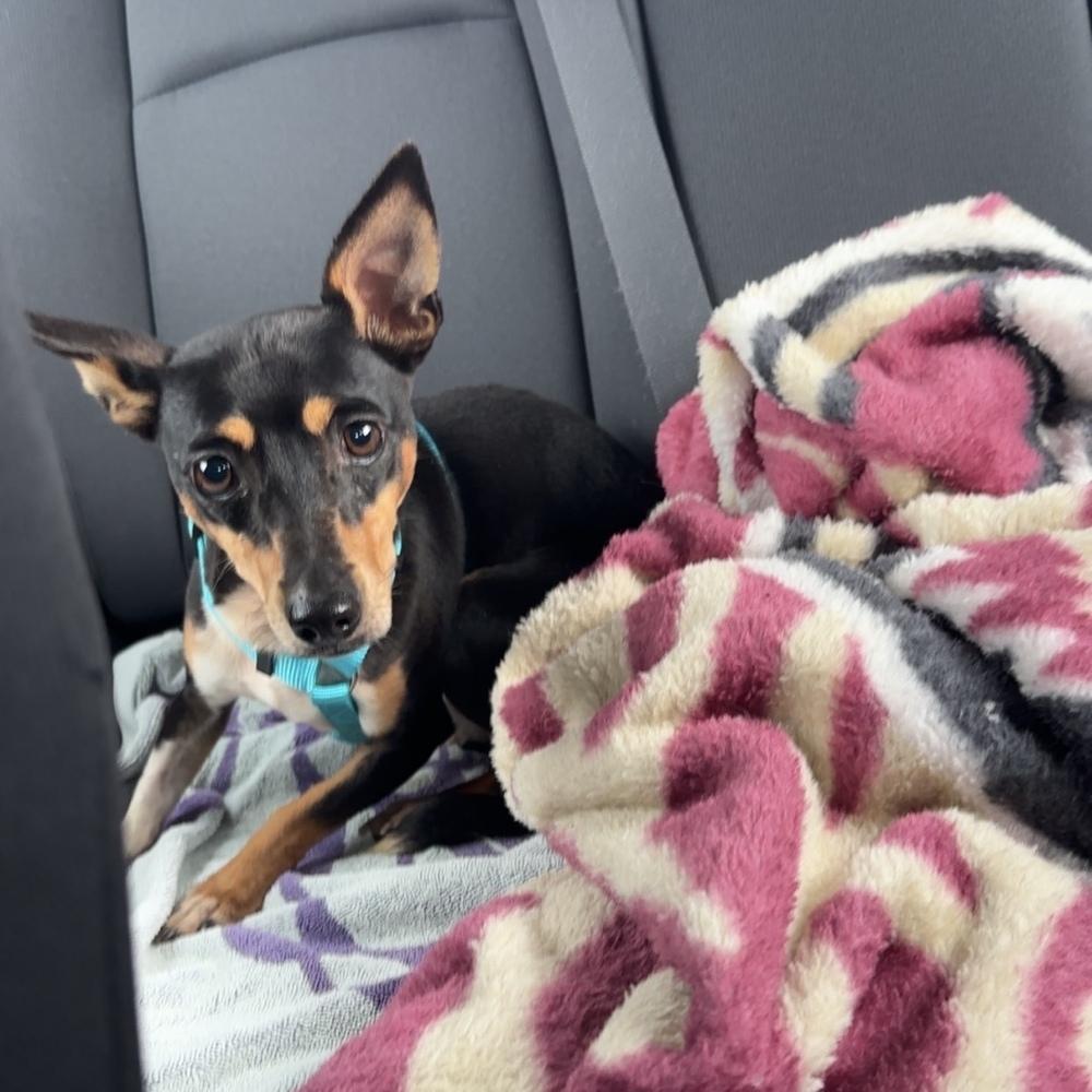 Enlarge Subaru, a Adoptable Rat Terrier in Orlando, FL image 4/6