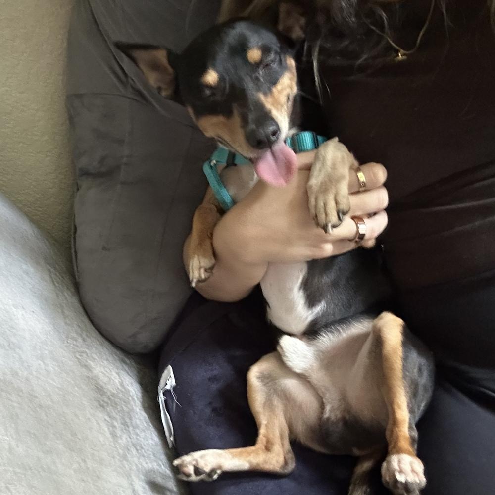 Enlarge Subaru, a Adoptable Rat Terrier in Orlando, FL image 5/6