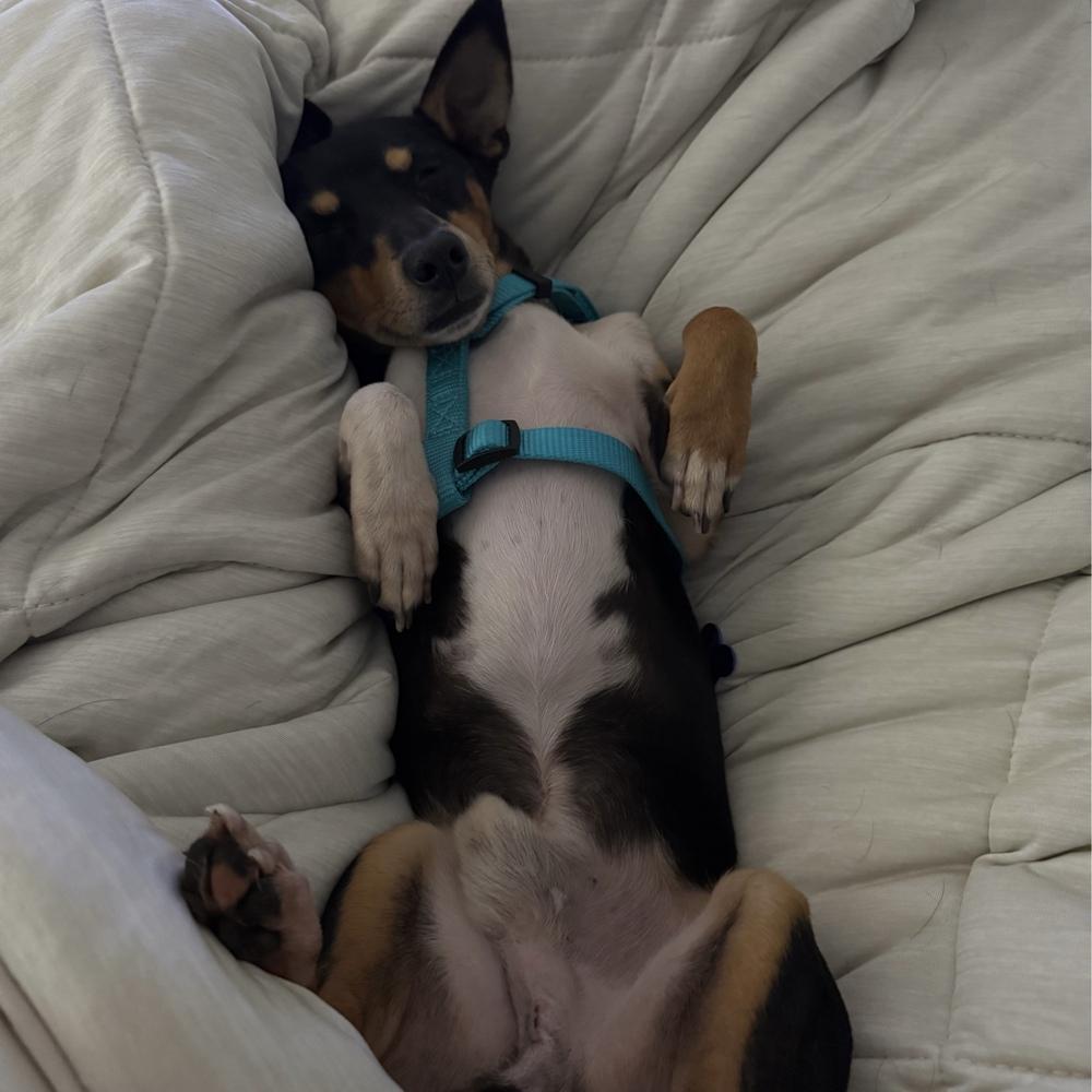 Enlarge Subaru, a Adoptable Rat Terrier in Orlando, FL image 6/6