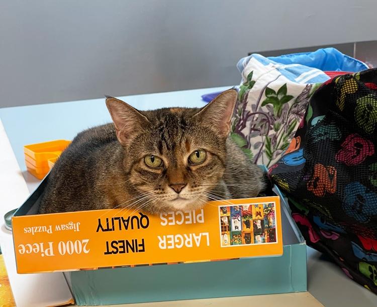 Enlarge Gracie, a Adoptable Domestic Short Hair in Richardson, TX image 4/5