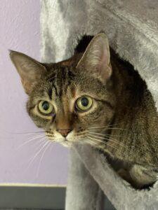 Enlarge Gracie, a Adoptable Domestic Short Hair in Richardson, TX image 2/5