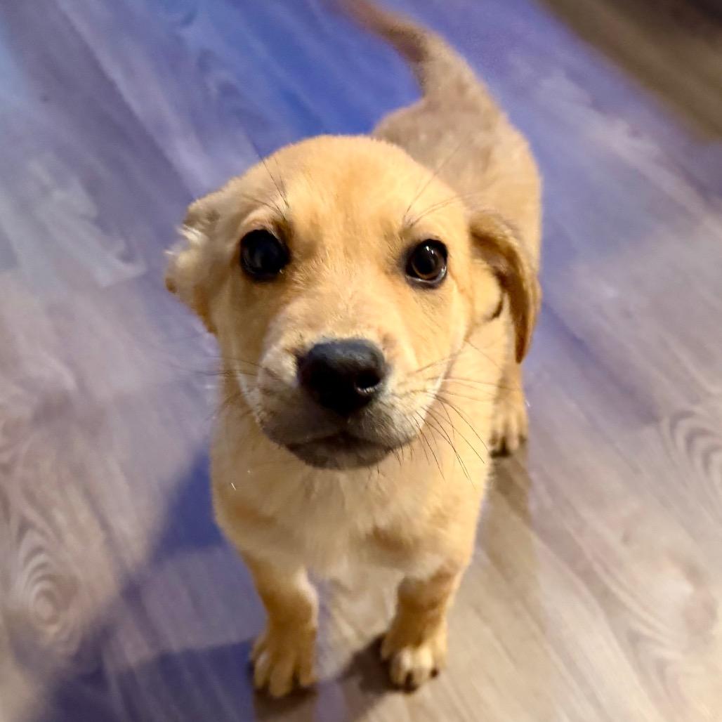 Enlarge Rigby, a Adoptable Mixed Breed in Opelika, AL image 1/6