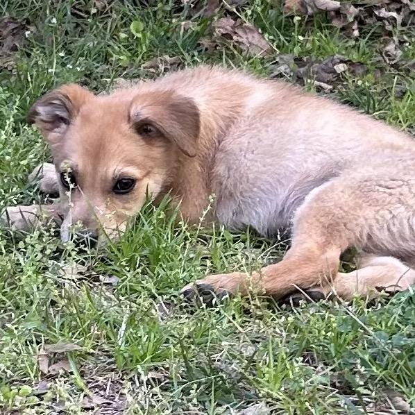 Enlarge Rigby, a Adoptable Mixed Breed in Opelika, AL image 2/6