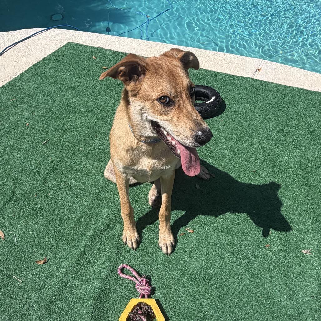 Enlarge Rigby, a Adoptable Mixed Breed in Opelika, AL image 4/6