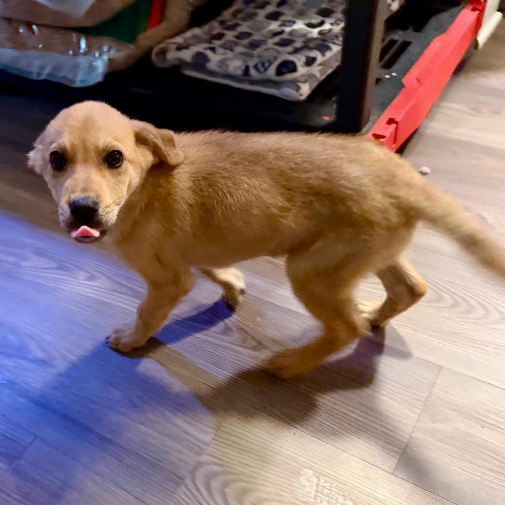 Enlarge Rigby, a Adoptable Mixed Breed in Opelika, AL image 5/6