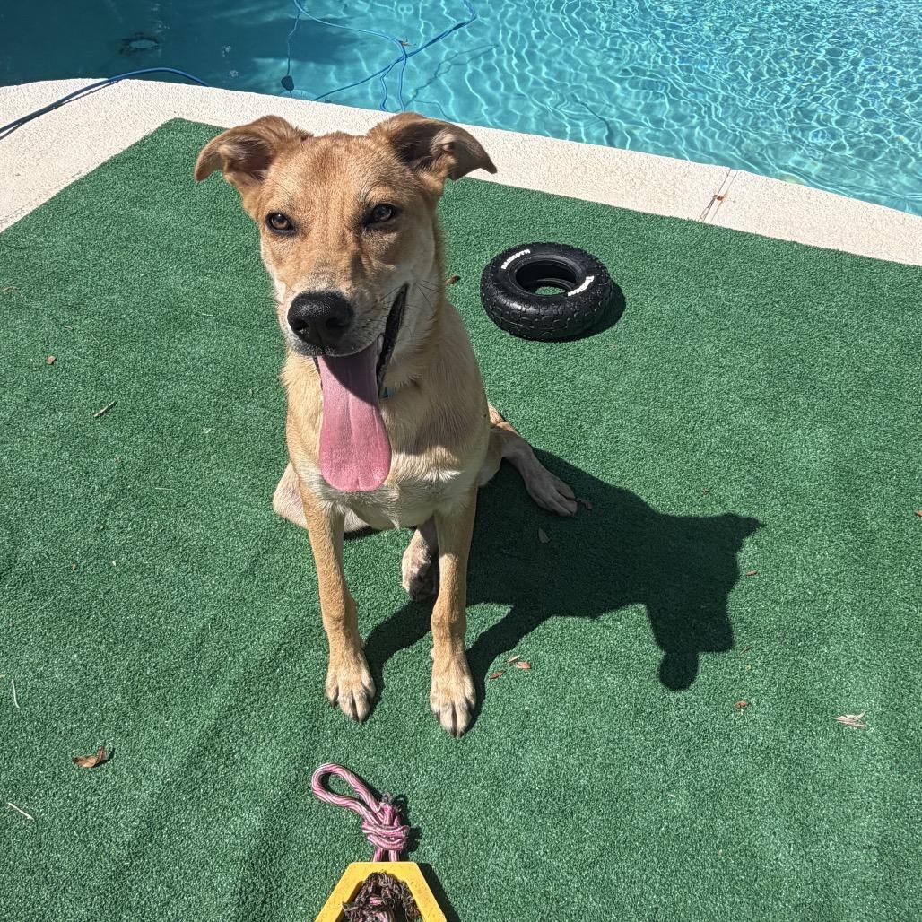 Enlarge Rigby, a Adoptable Mixed Breed in Opelika, AL image 6/6