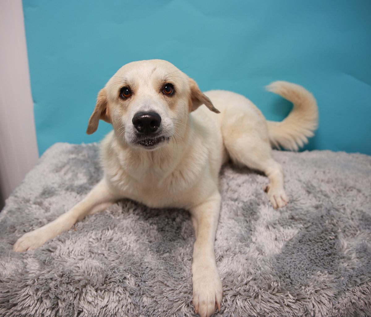 Enlarge Sugar, a Adoptable mixed breed in Loogootee, IN image 1/1