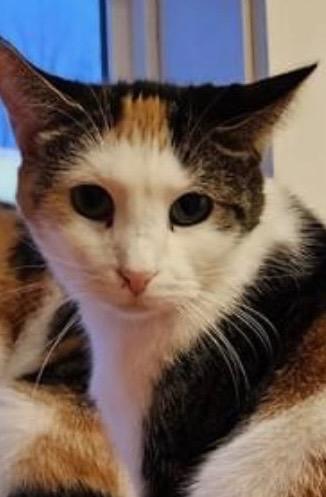 Bailey, Adoptable, Adult Female Domestic Short Hair.