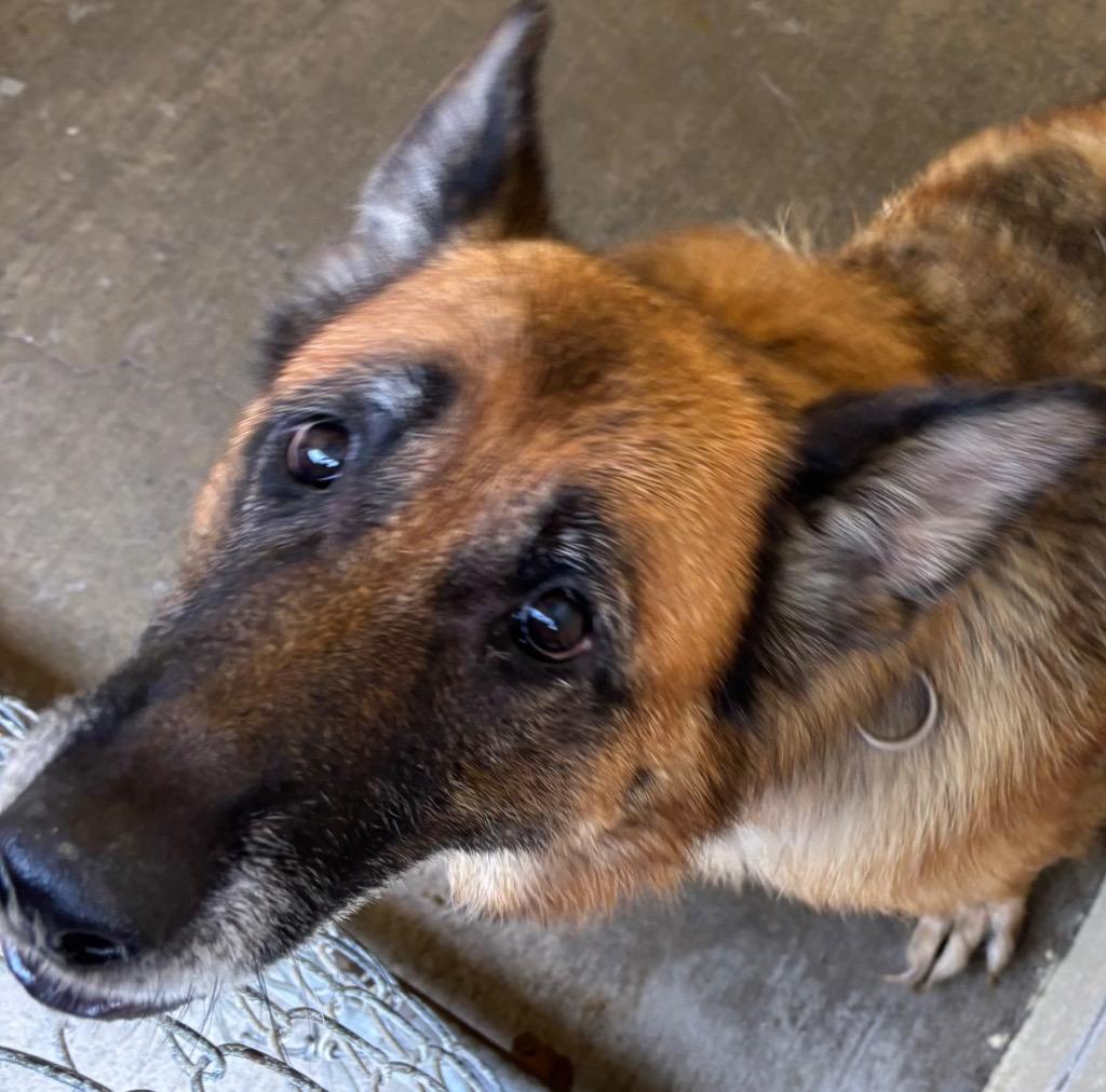 Sky, Adoptable, Senior Female German Shepherd Dog.