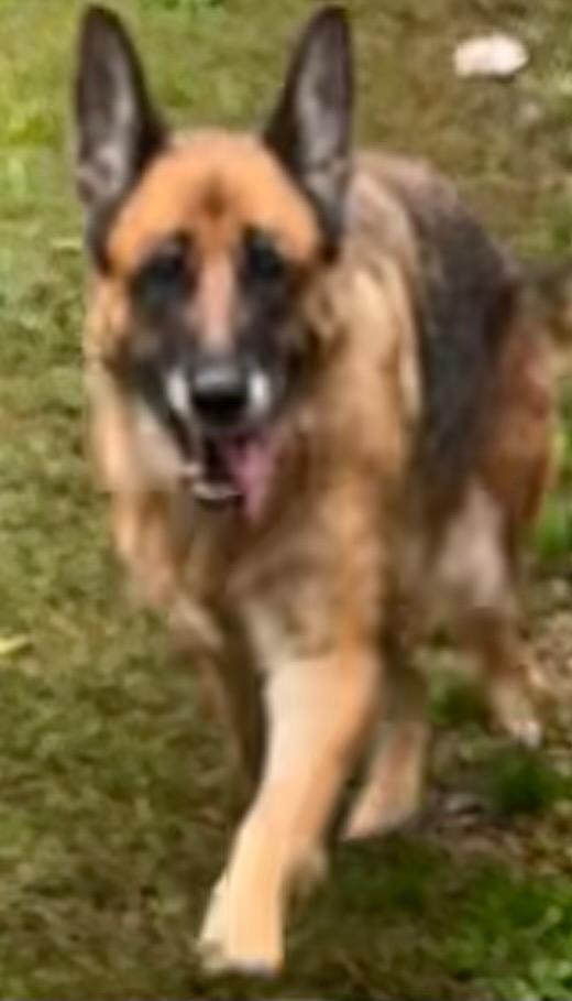 Enlarge Sky, a Adoptable German Shepherd Dog in Elizabethton, TN image 2/2