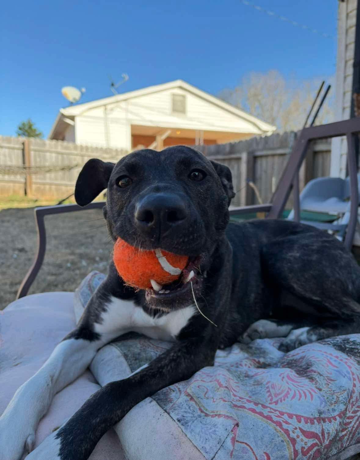 Enlarge Astrid, a Adoptable mixed breed in Kings Mountain, NC image 1/5