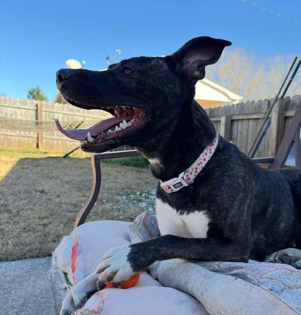 Enlarge Astrid, a Adoptable mixed breed in Kings Mountain, NC image 2/5