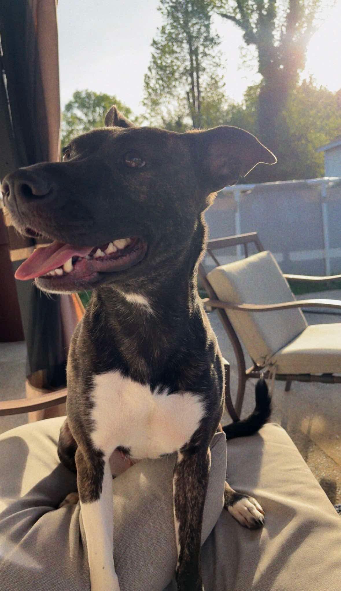 Enlarge Astrid, a Adoptable mixed breed in Kings Mountain, NC image 3/5