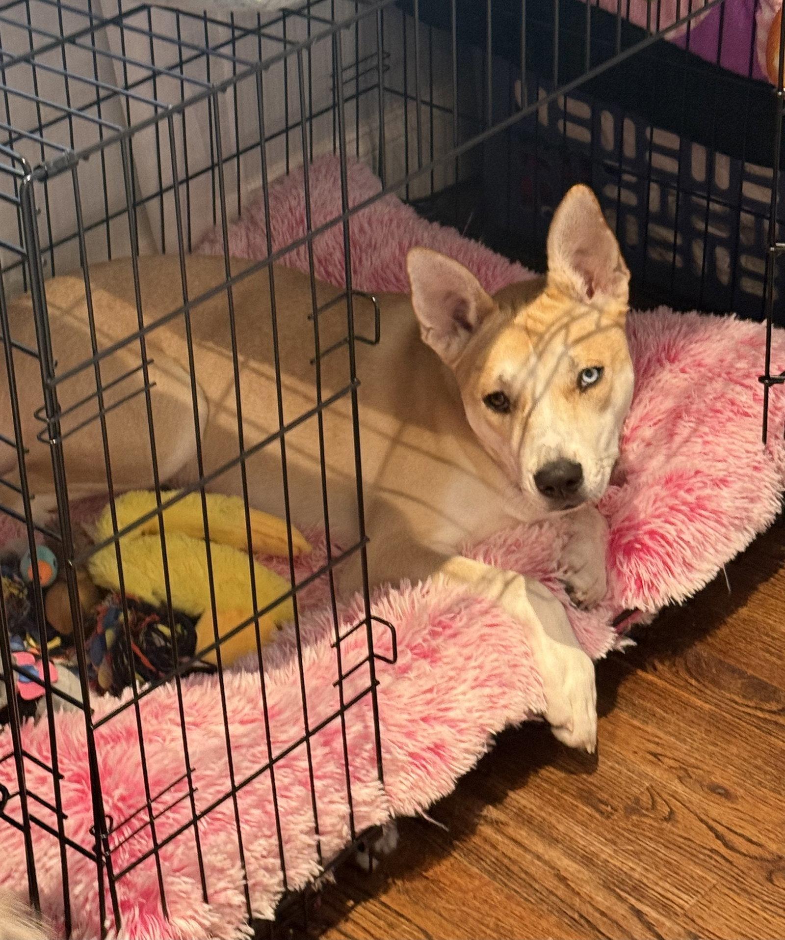Enlarge MAZZY, a Adopted Husky in Southaven, MS image 1/3