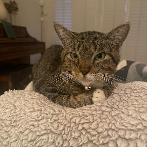 Enlarge Betty Boop, a Adopted Domestic Short Hair in Indio, CA image 5/5