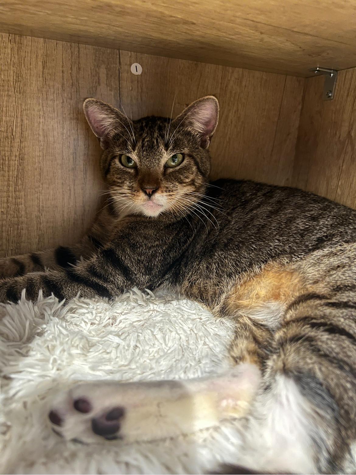 Enlarge Betty Boop, a Adopted Domestic Short Hair in Indio, CA image 4/5