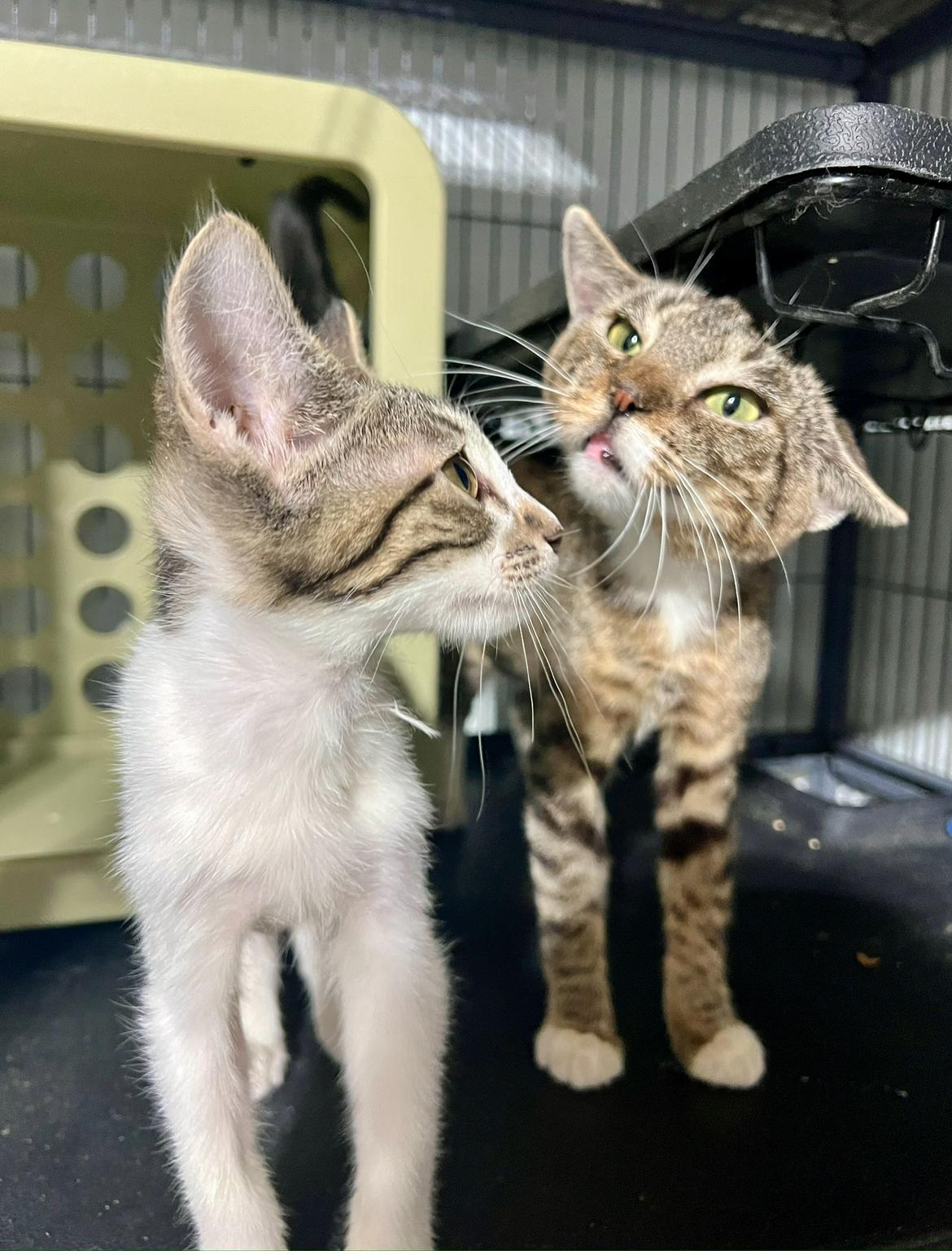 Enlarge Betty Boop, a Adopted Domestic Short Hair in Indio, CA image 2/5