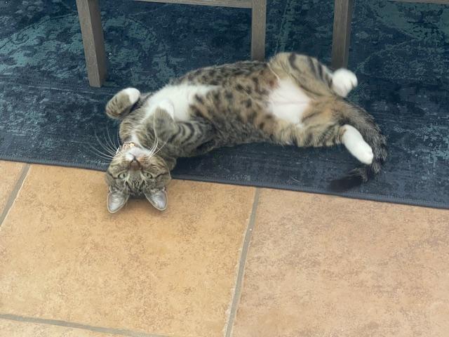 Enlarge Betty Boop, a Adopted Domestic Short Hair in Indio, CA image 3/5