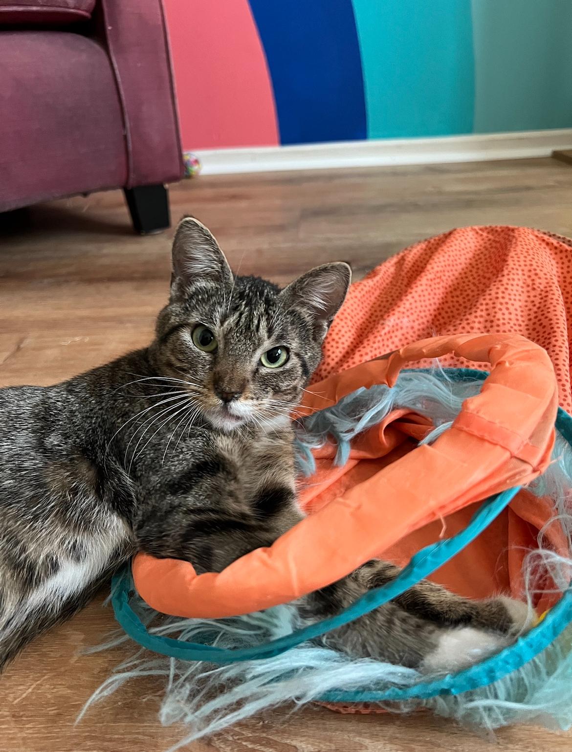Enlarge Betty Boop, a Adopted Domestic Short Hair in Indio, CA image 1/5