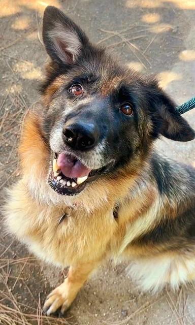 VELMA, Adoptable, Adult Female German Shepherd Dog.