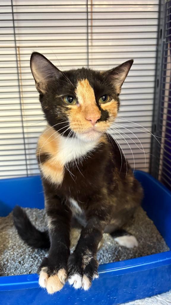 Poppy Violet, Adoptable, Kitten Female Domestic Short Hair.